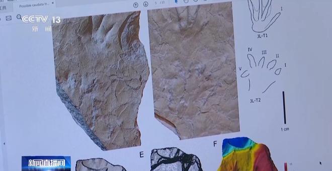 北京门头沟发现亚洲首例侏罗纪中期两栖动物足迹化石