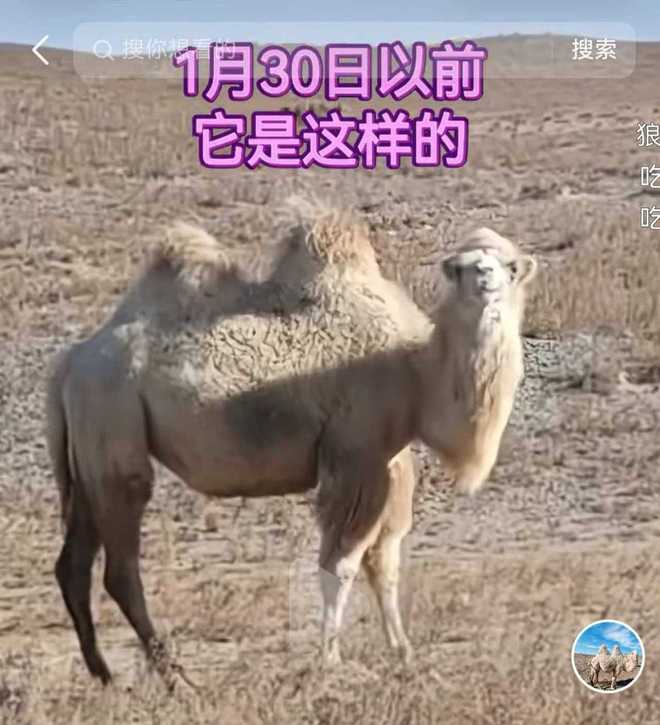 牧民称22头骆驼被狼咬死损失15万 保险只赔2000元